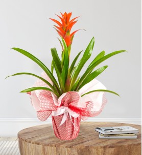 Kırmızı Guzmania Çiçeği