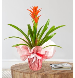 Kırmızı Guzmania Çiçeği