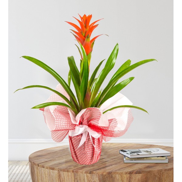 Kırmızı Guzmania Çiçeği